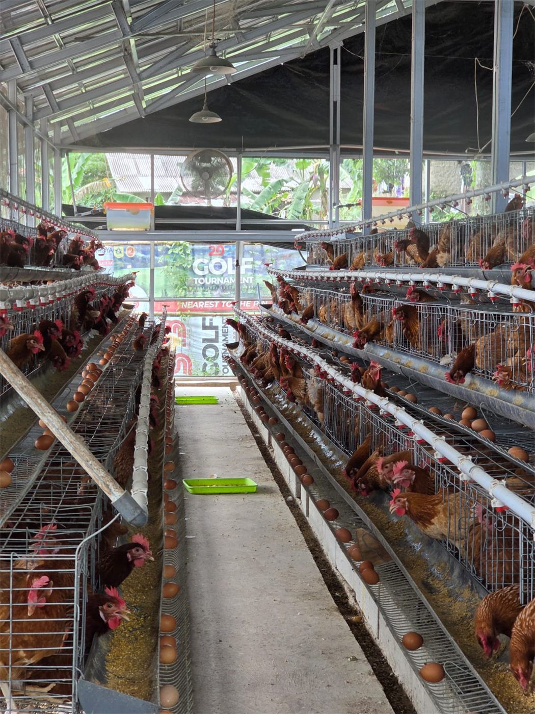 Ayam petelur dengan pakan maggot