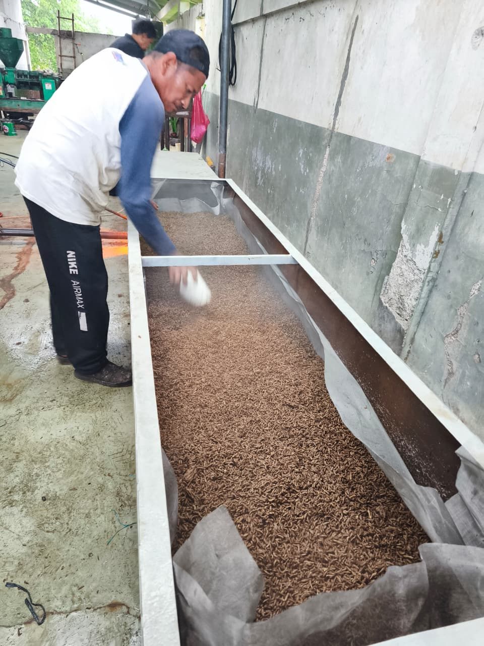 Pengeringan maggot dengan bed dryer
