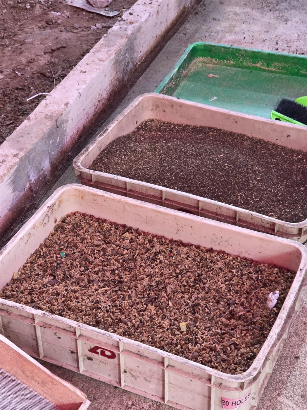 Maggot mengurai sampah organik