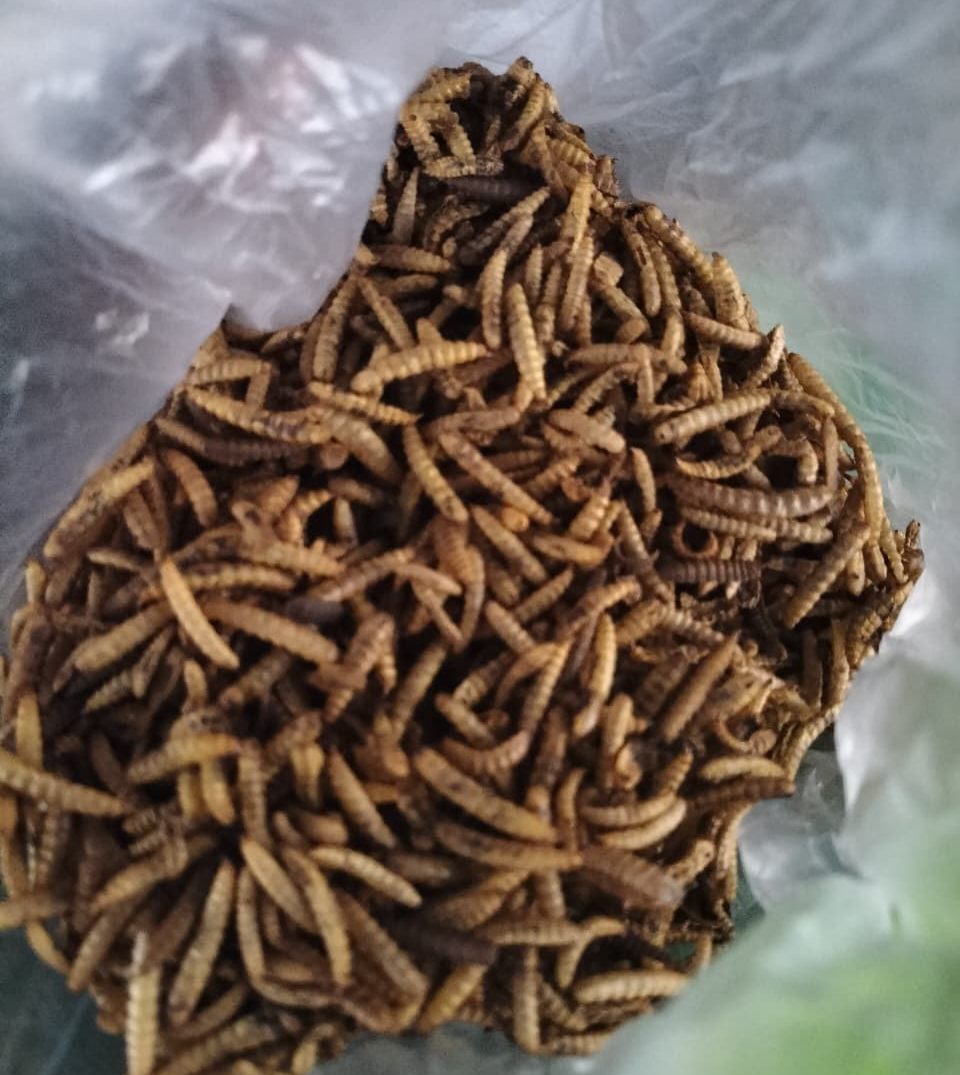 Maggot BSF kering
