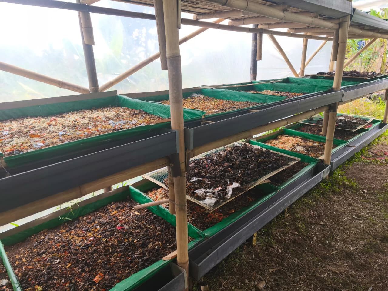 Rak pembesaran maggot berisi sampah organik